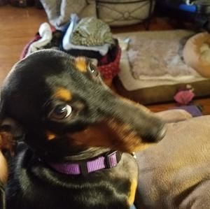 Meet your Posher, Curran